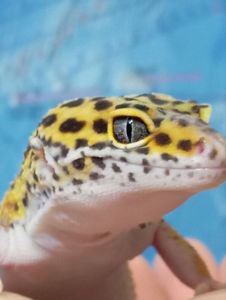 Леопардовый геккон эублефар