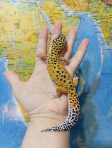 Леопардовый геккон эублефар