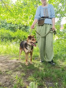 Молодий пес Боббі в пошуку крутої родини