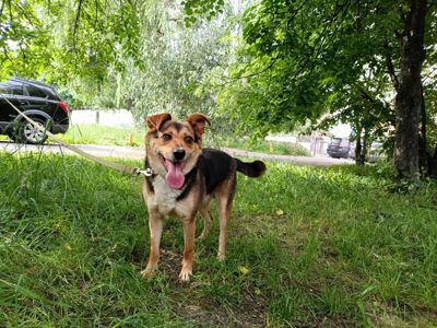 Молодий пес Боббі в пошуку крутої родини