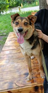 Молодий пес Боббі в пошуку крутої родини