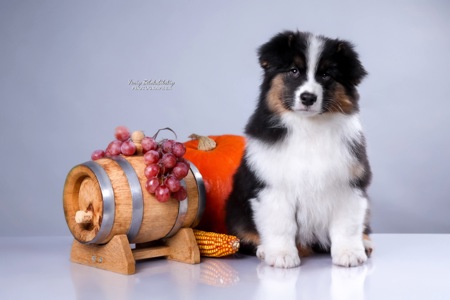 Цуценята аусі FCI від титулованих батьків