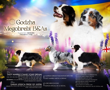 Цуценята аусі FCI від титулованих батьків