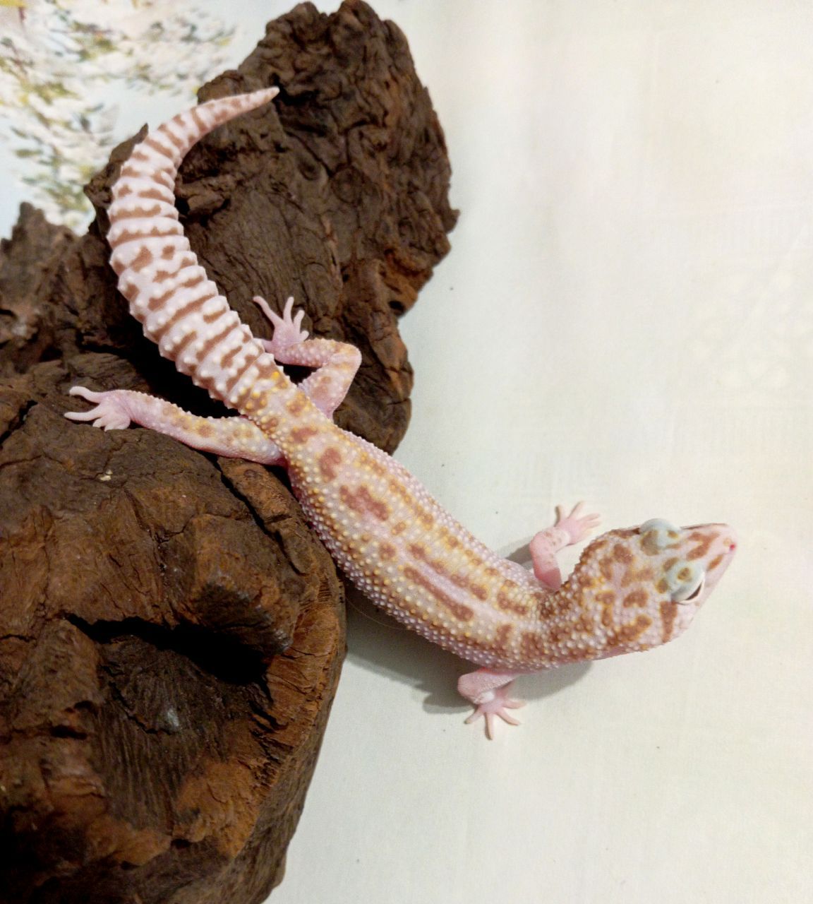 Леопардовый геккон эублефар