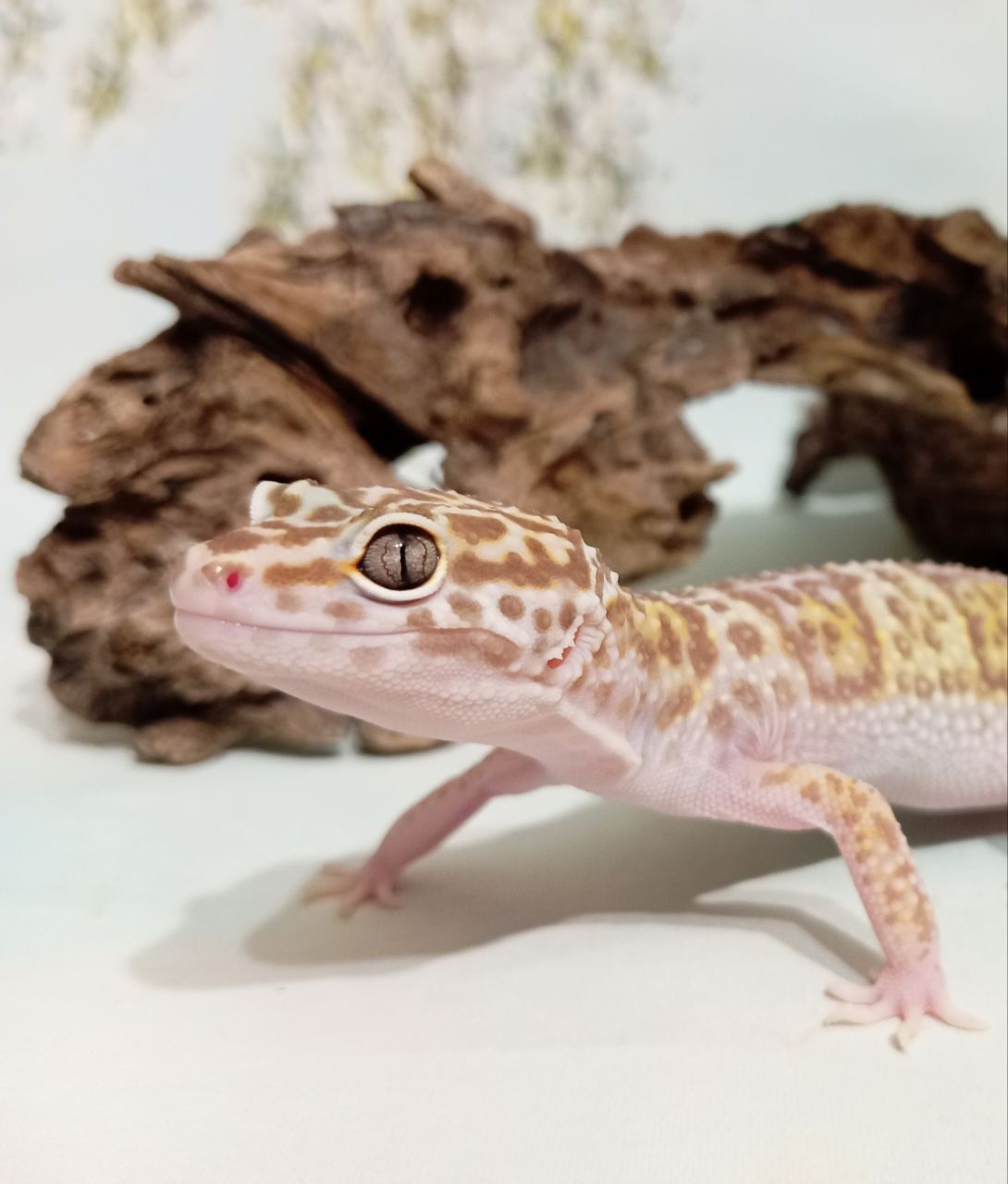 Леопардовый геккон эублефар