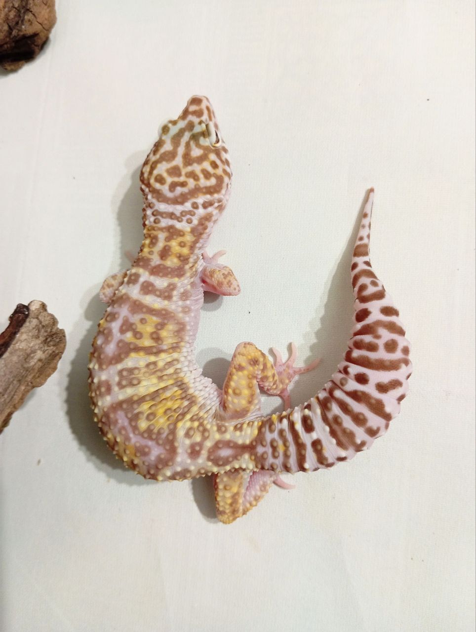 Леопардовый геккон эублефар