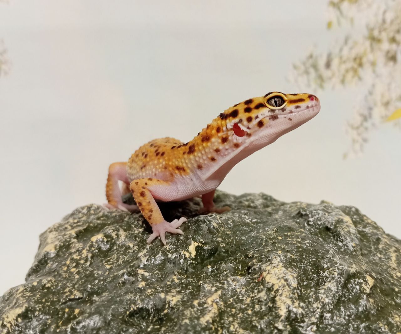 Леопардовый геккон эублефар