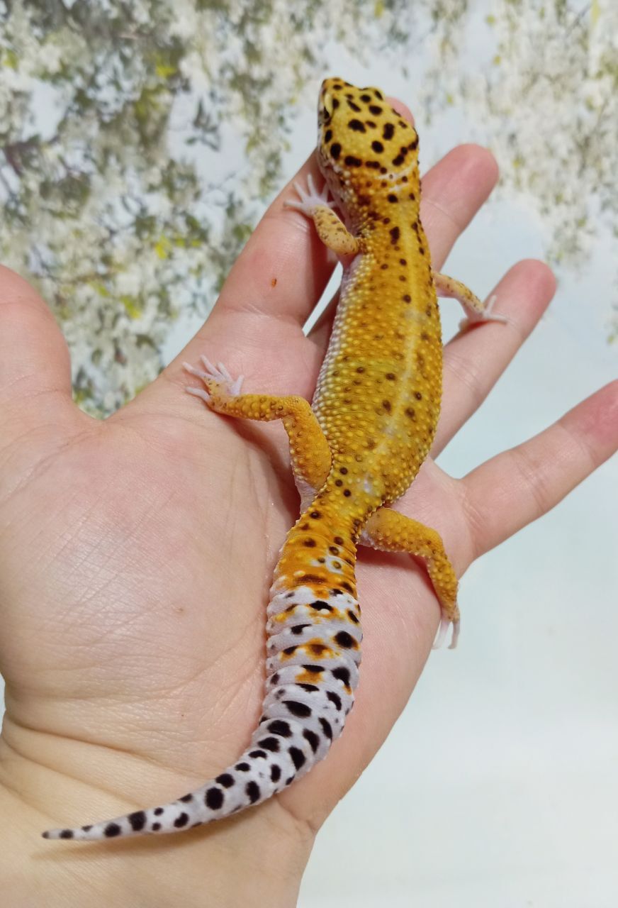 Леопардовый геккон эублефар