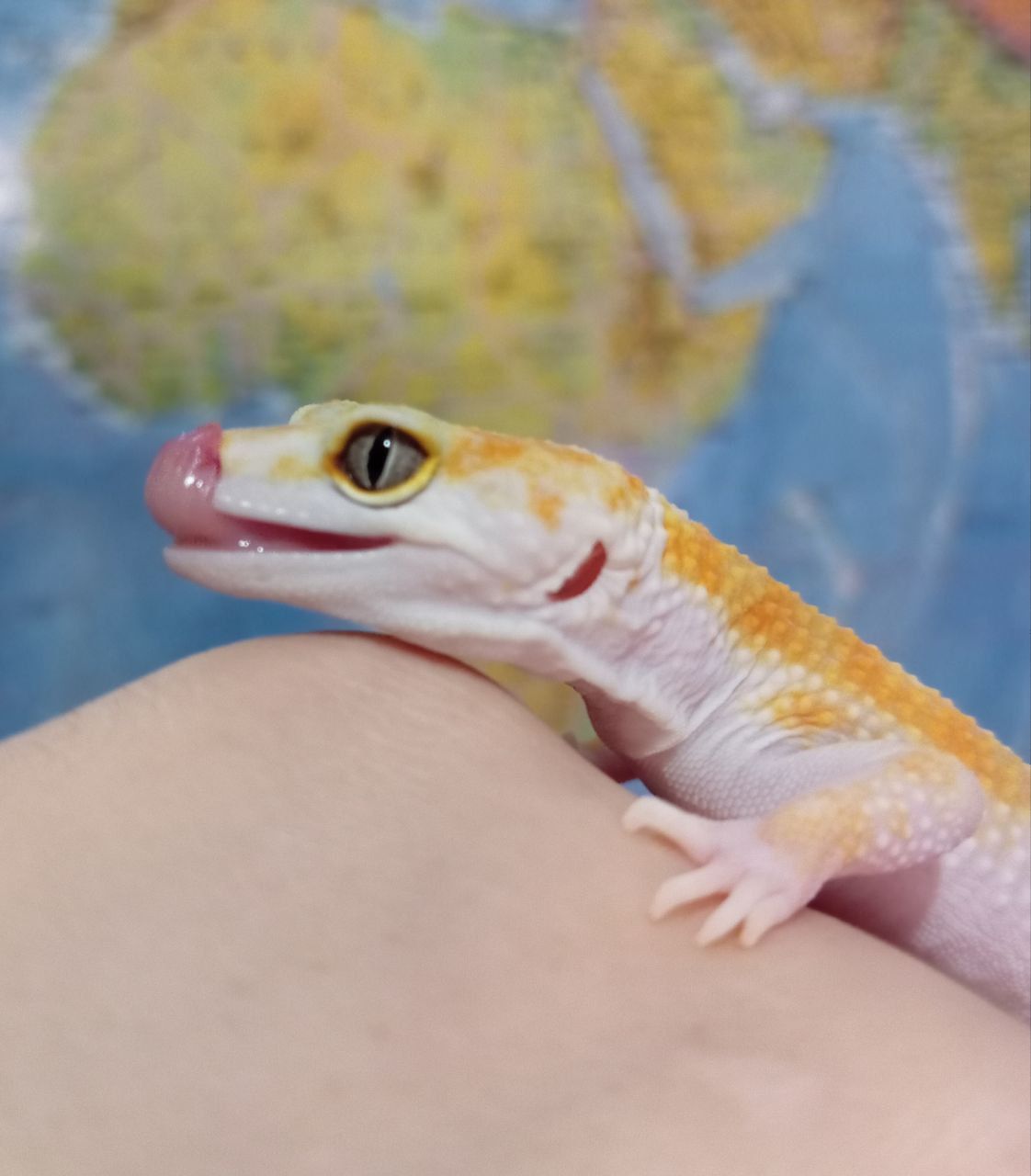 Леопардовый геккон эублефар