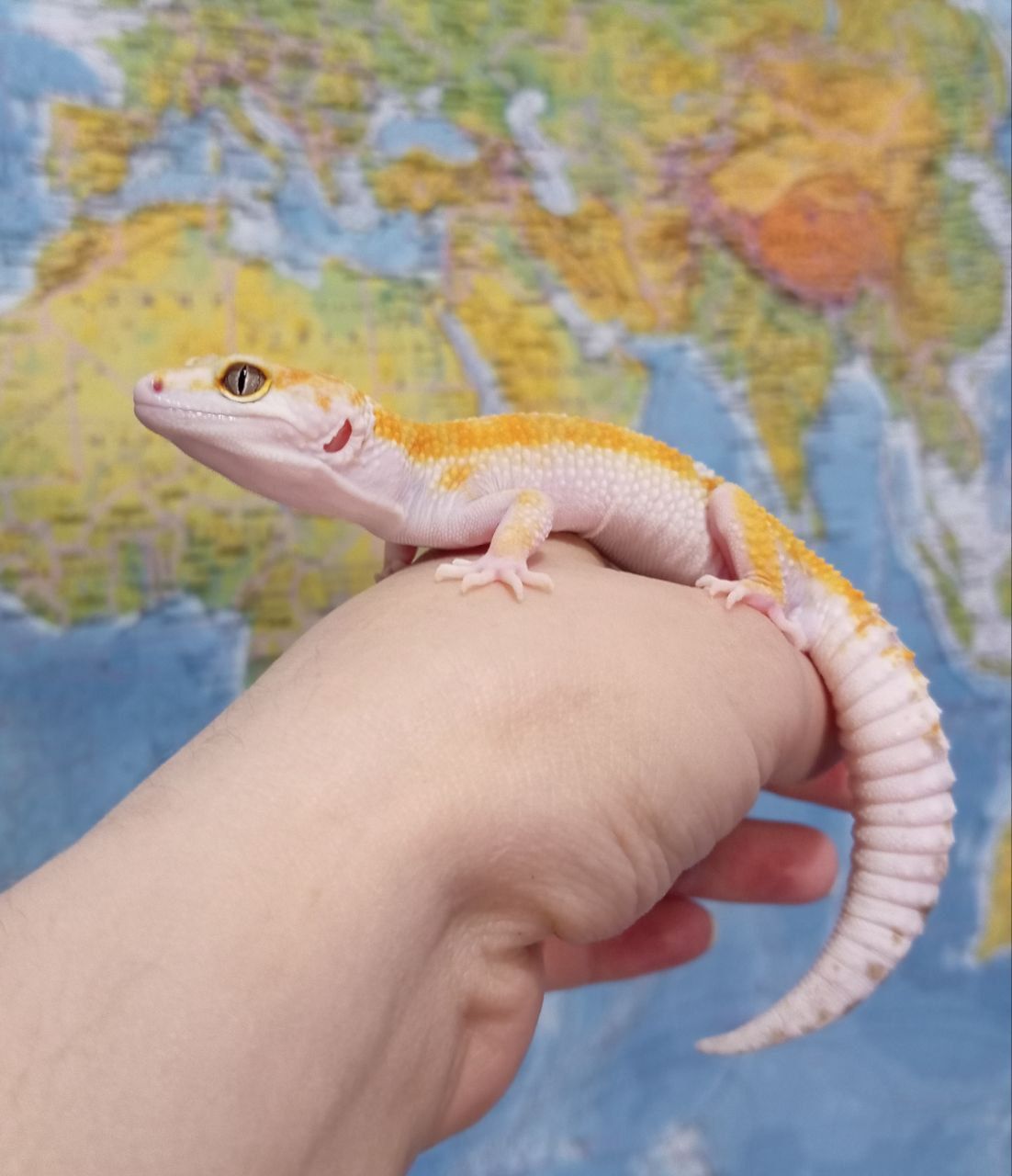 Леопардовый геккон эублефар