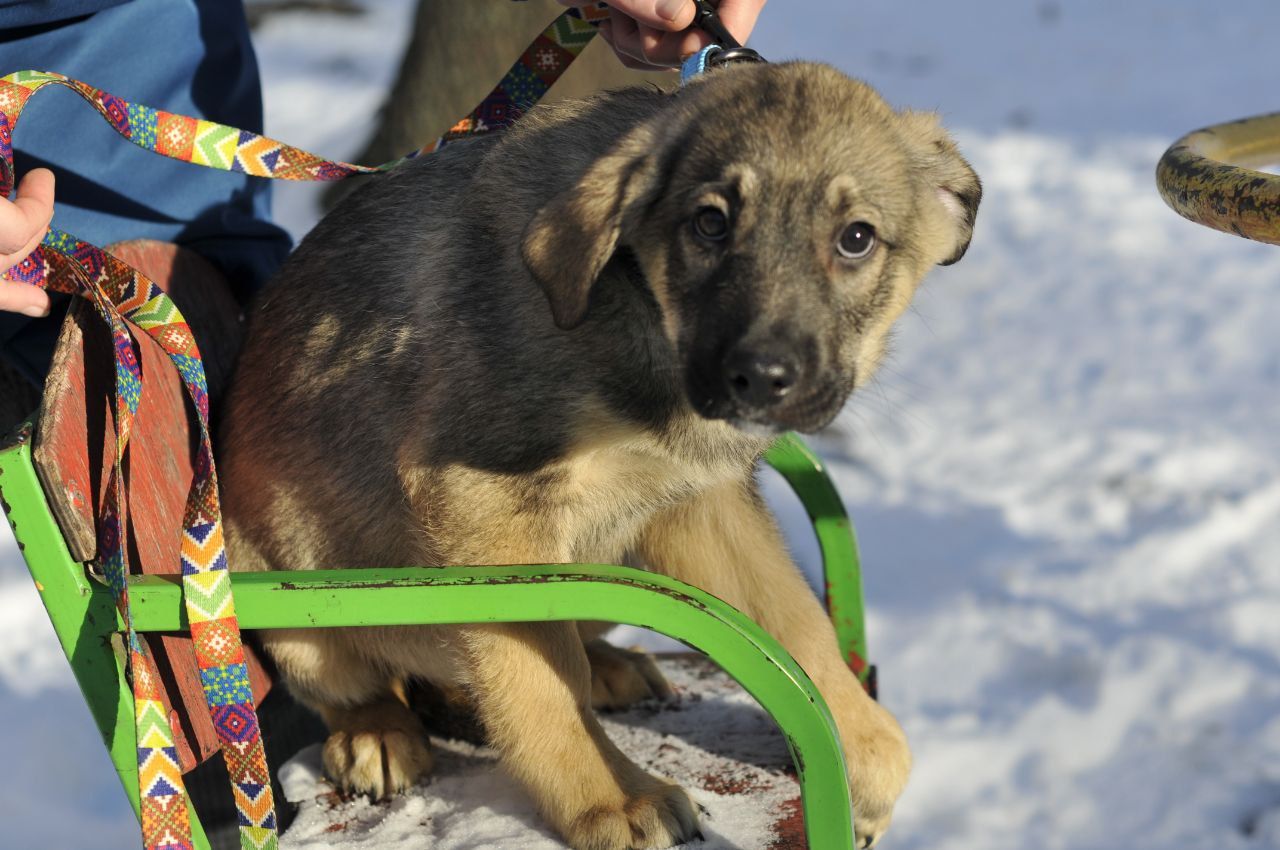 Маленький Тео в пошуках родини