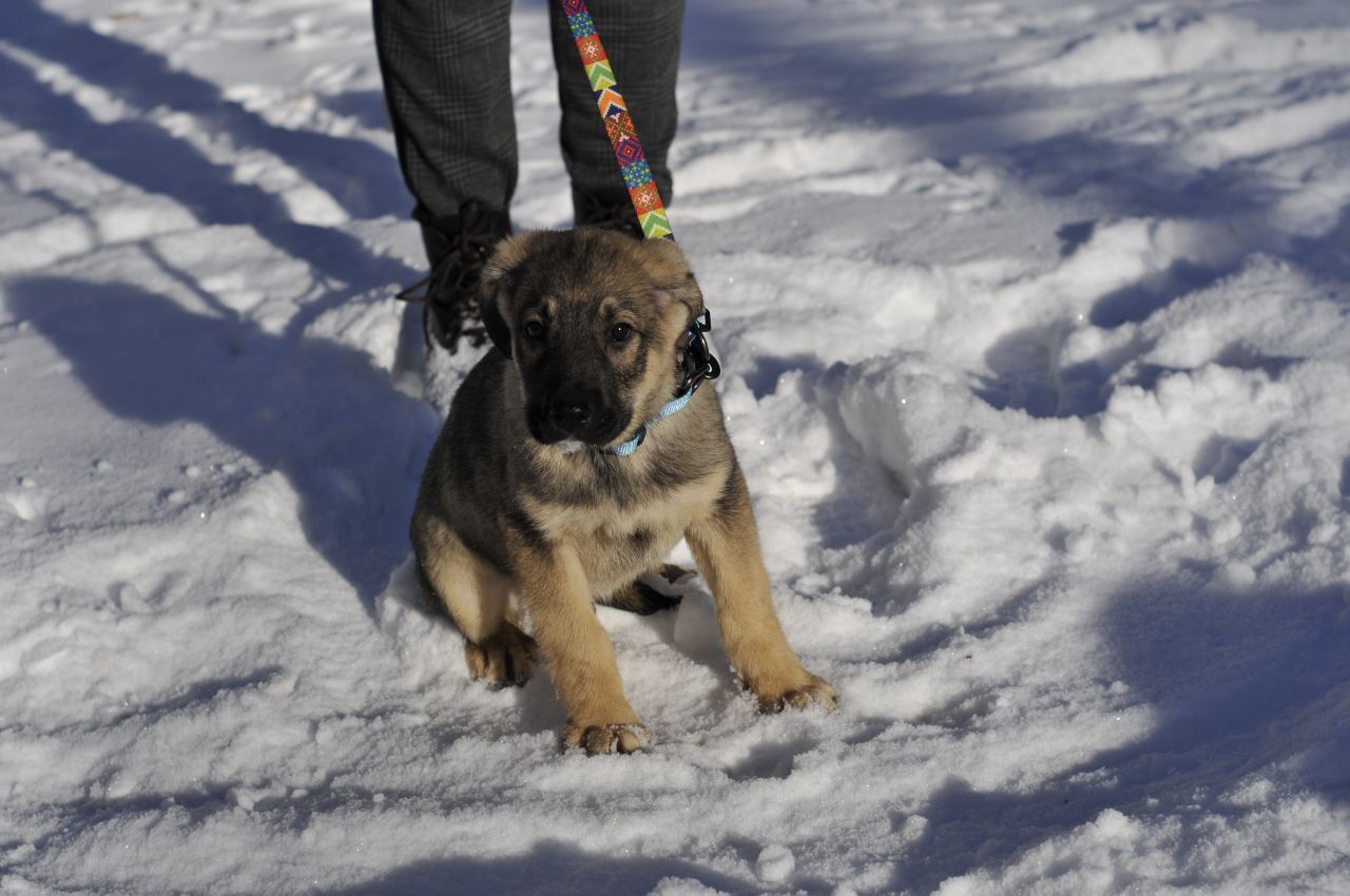 Маленький Тео в пошуках родини