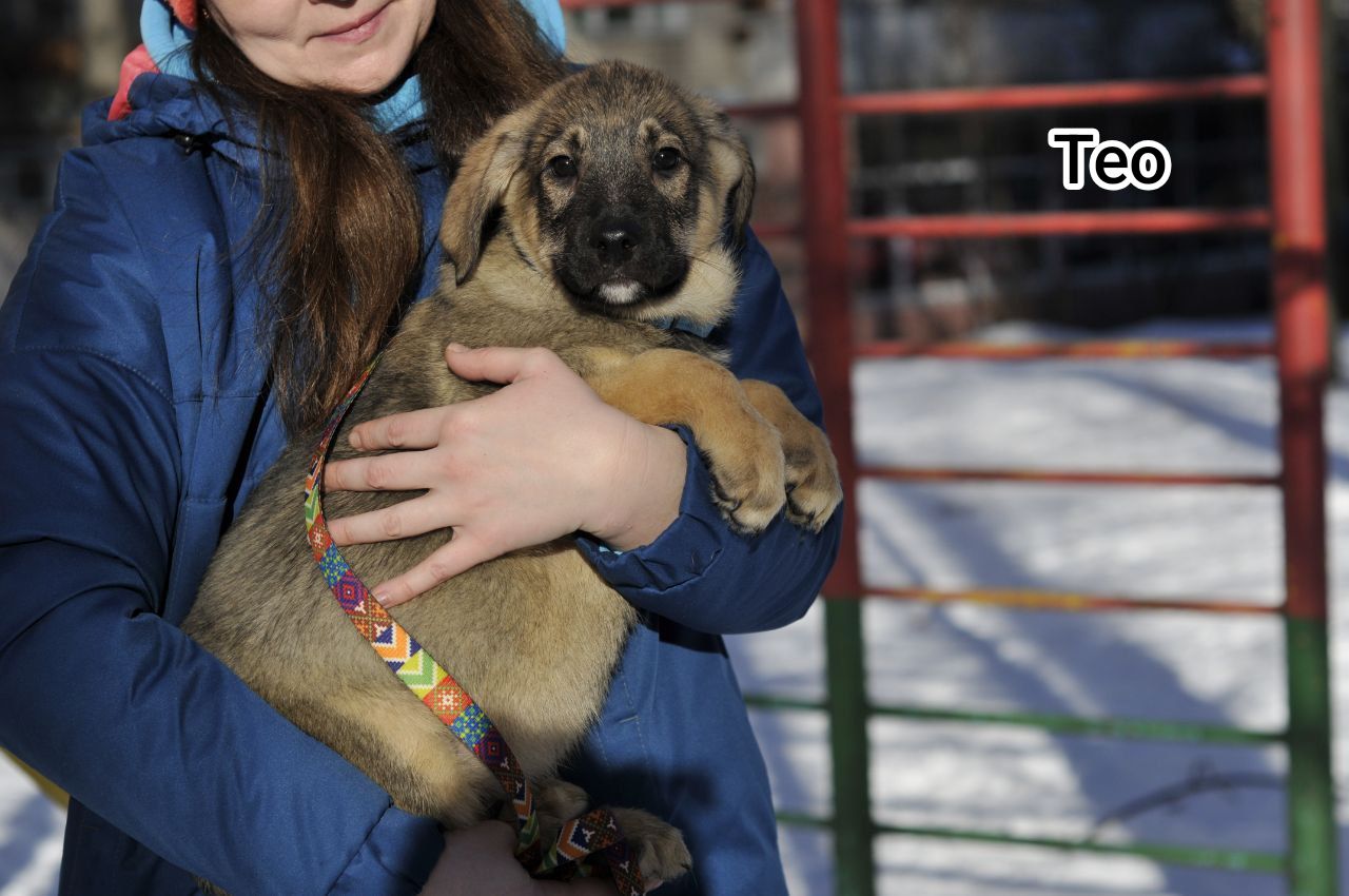 Маленький Тео в пошуках родини