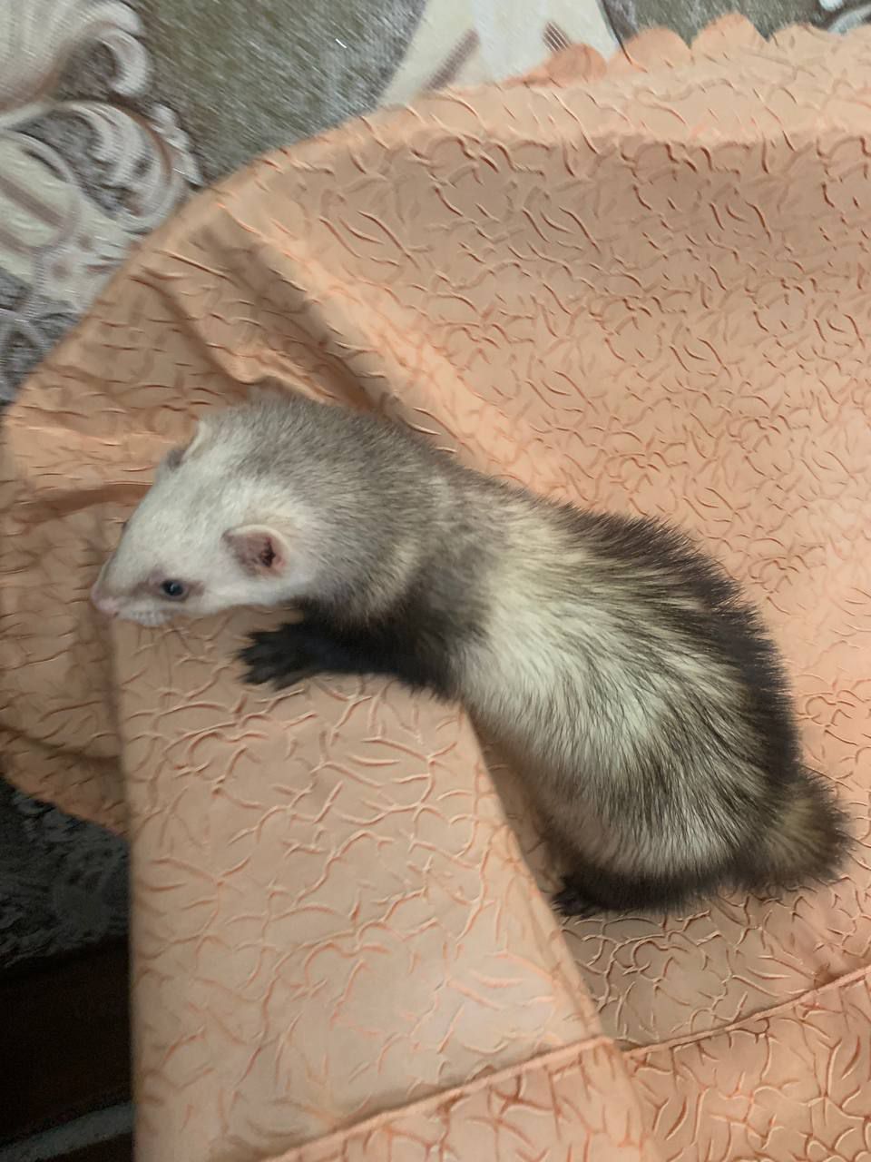 Домашние хорьки