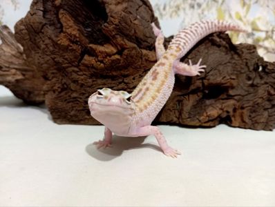 Леопардовый геккон эублефар