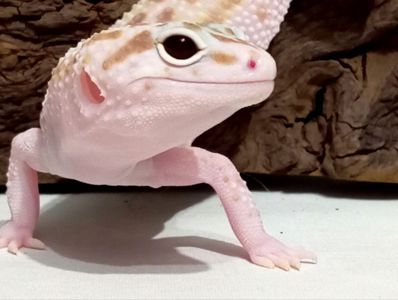 Леопардовый геккон эублефар