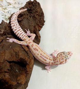 Леопардовый геккон эублефар