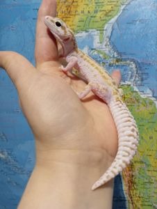 Леопардовый геккон эублефар