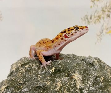 Леопардовый геккон эублефар