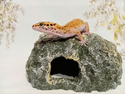 Леопардовый геккон эублефар