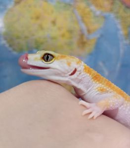 Леопардовый геккон эублефар