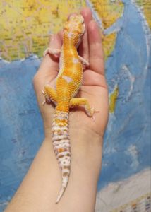 Леопардовый геккон эублефар