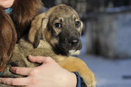Маленький Тео в пошуках родини