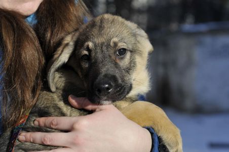 Маленький Тео в пошуках родини