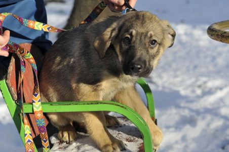 Маленький Тео в пошуках родини