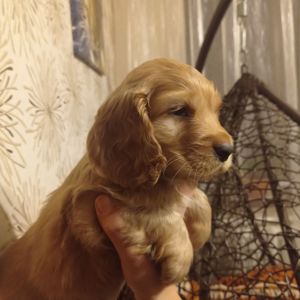цуценята англійського кокер-спанієля