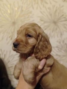 цуценята англійського кокер-спанієля