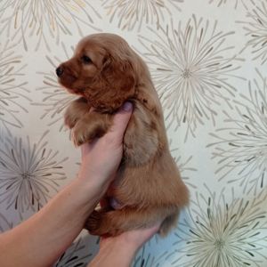 цуценята англійського кокер-спанієля