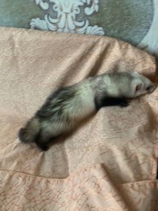 Домашние хорьки