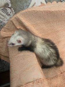 Домашние хорьки