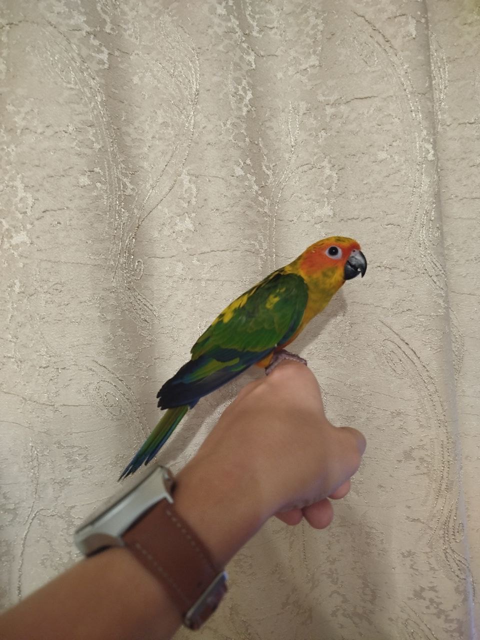 Продам пташенят сонячної аратінги!