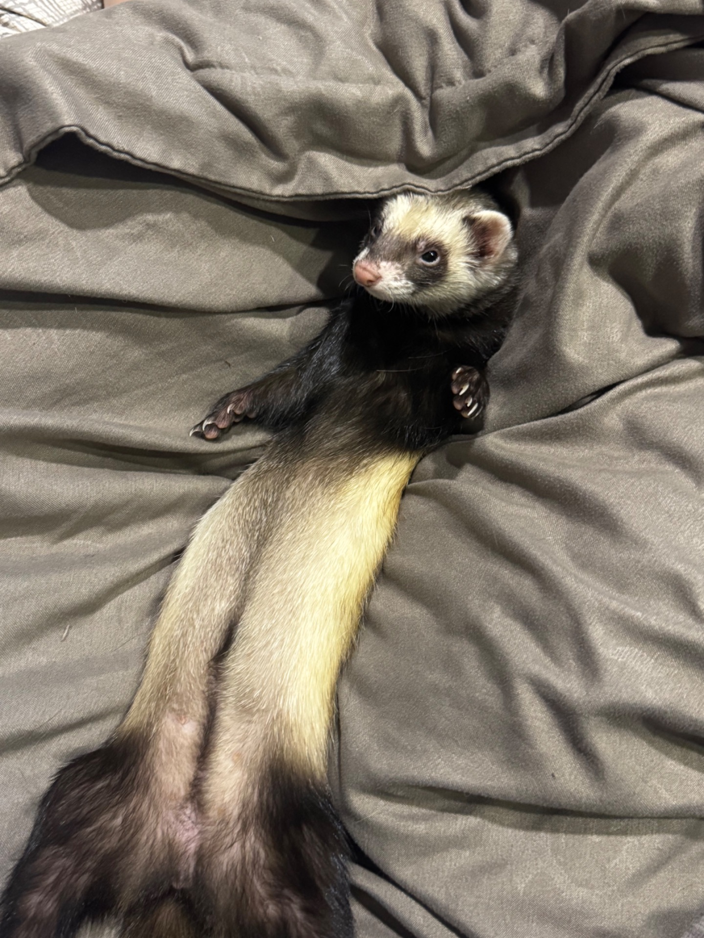 Хорьочки дівчата