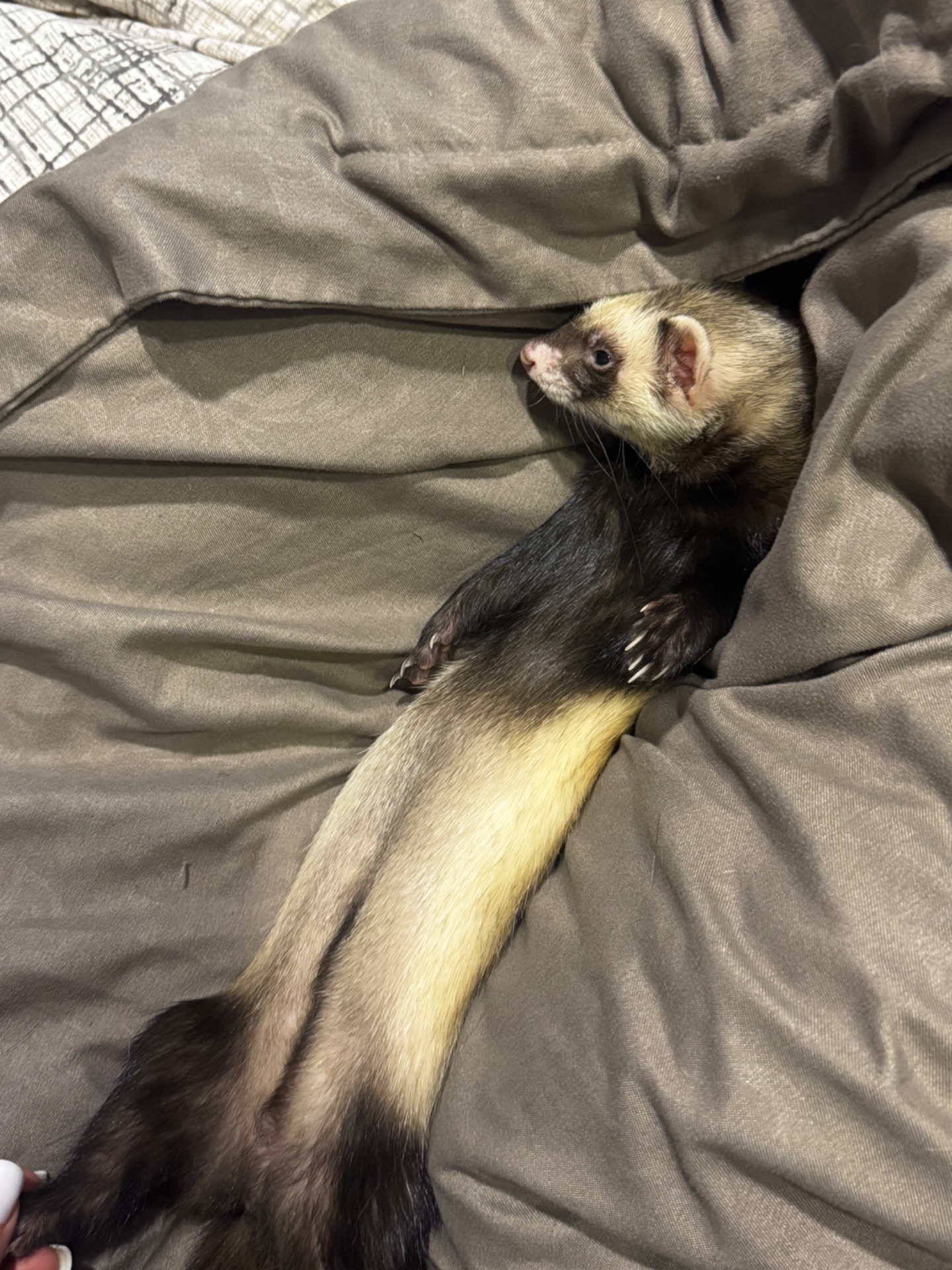 Хорьочки дівчата