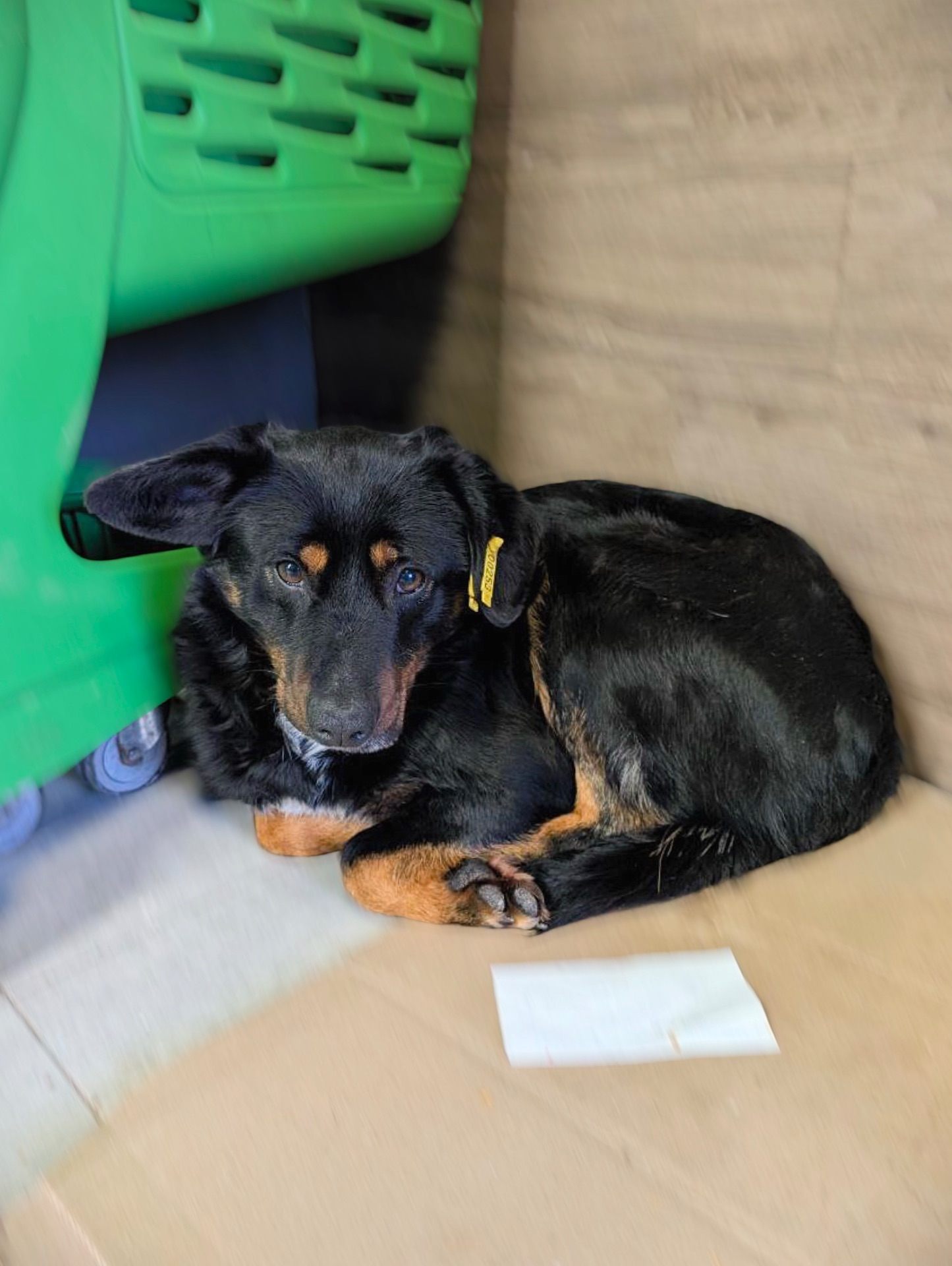 Фунтік шукає родину 🤎