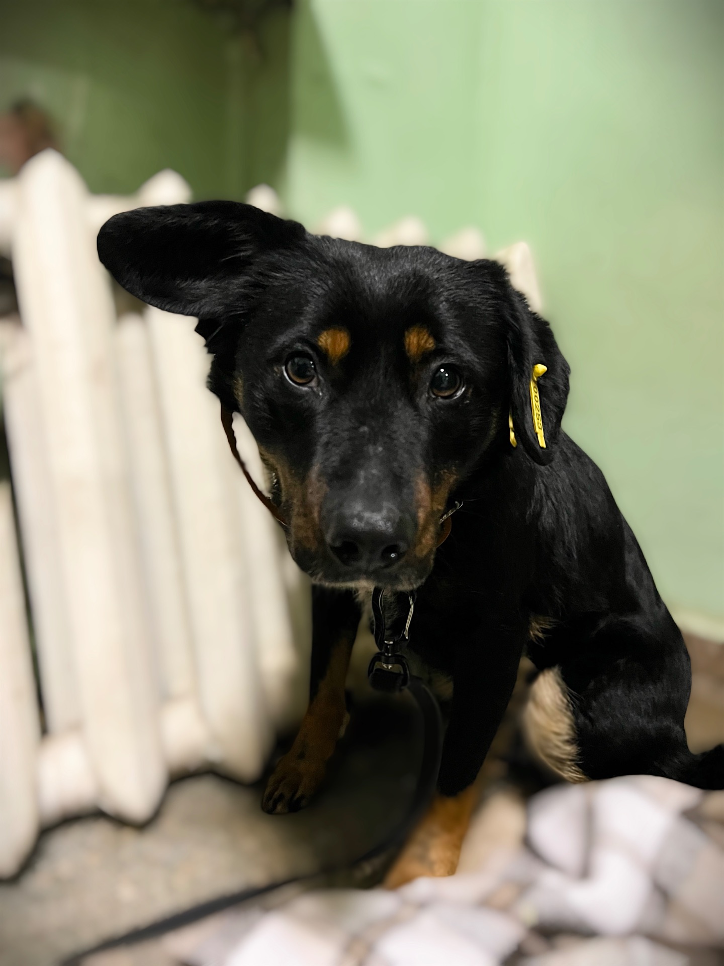 Фунтік шукає родину 🤎