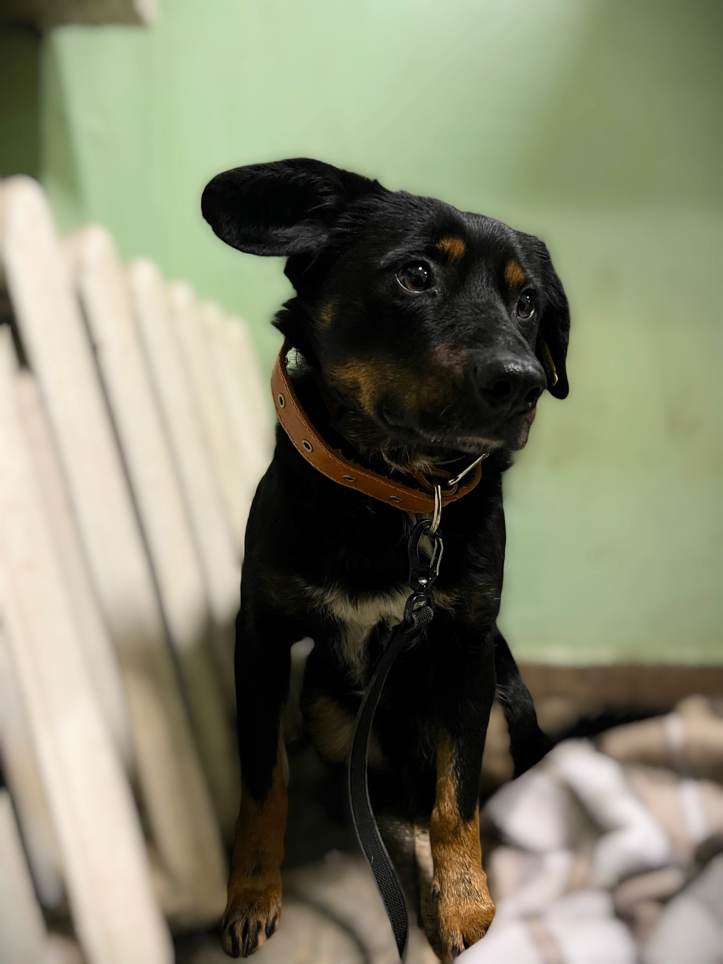 Фунтік шукає родину 🤎