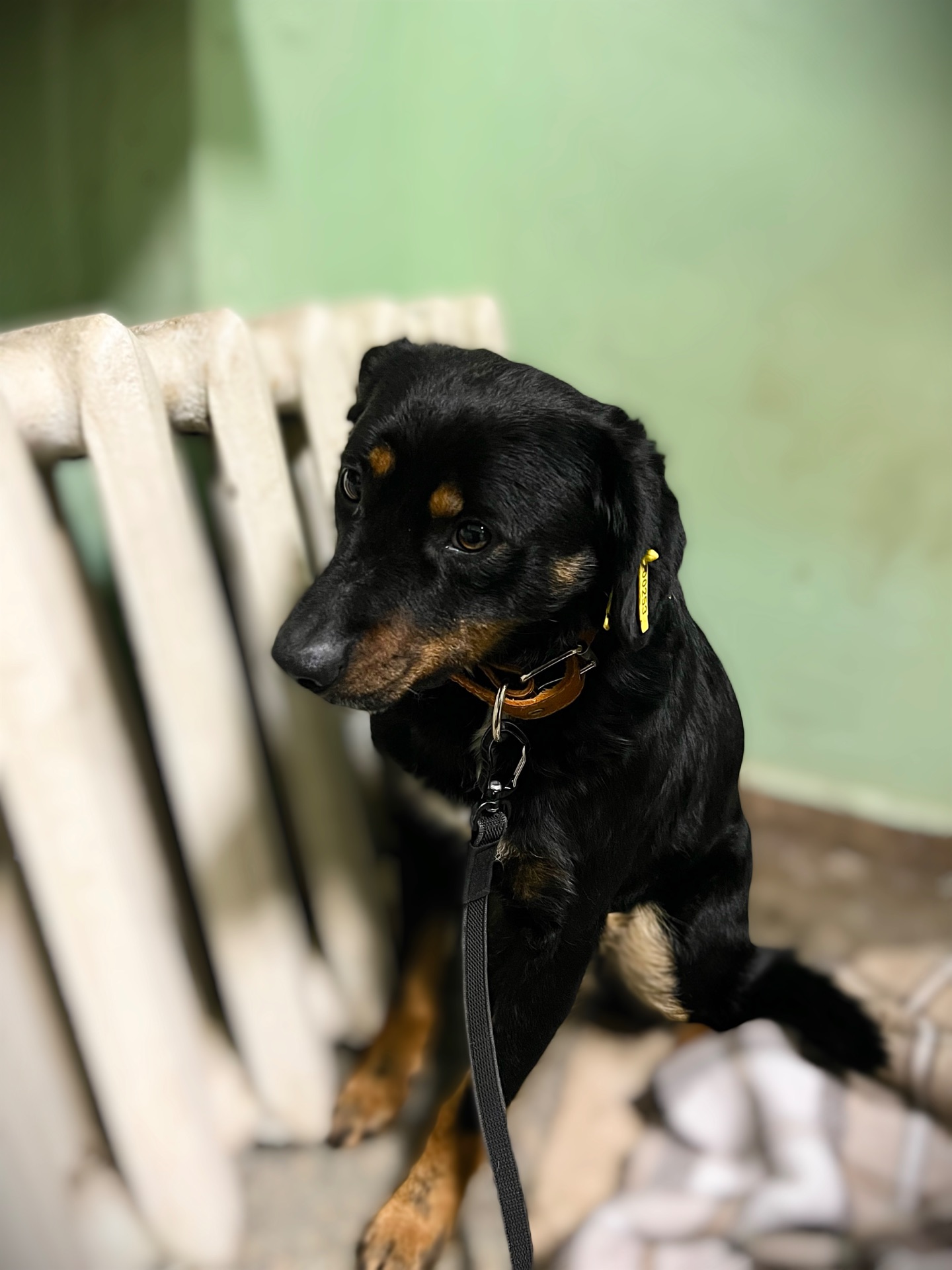 Фунтік шукає родину 🤎