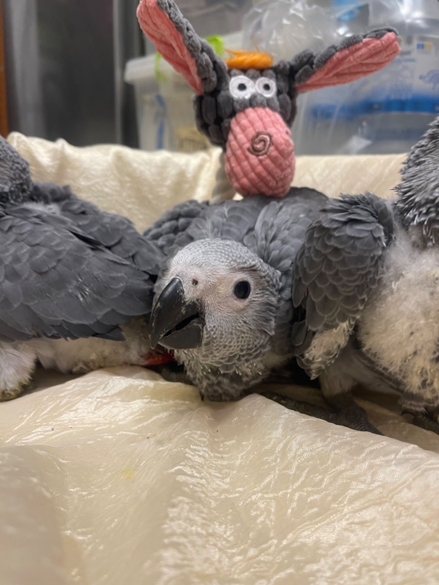 Пташенята сірого африканського жако