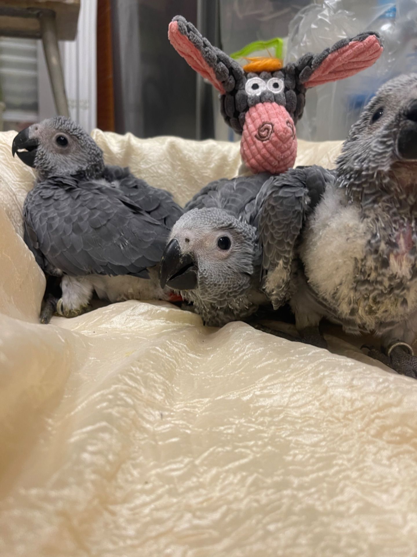 Пташенята сірого африканського жако