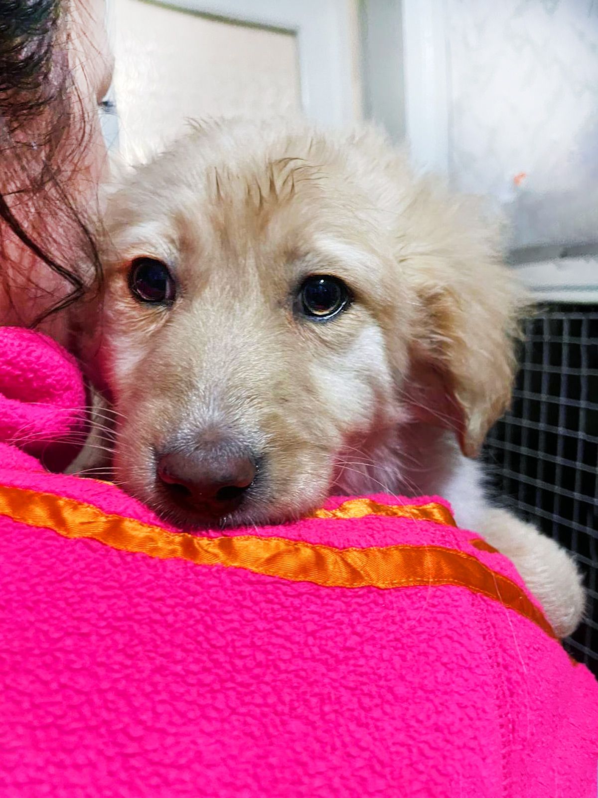 цуценя Ірвін, метис коргі, 4 місяці