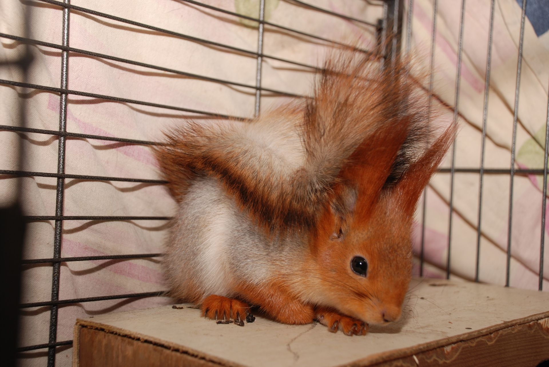 Домашняя белка, рыжая белка