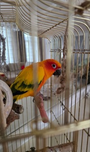 Продам пташенят сонячної аратінги!