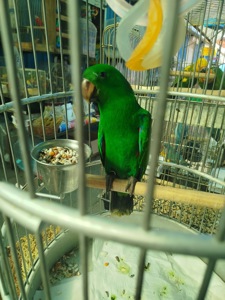 Продам пташенят еклуктуса!