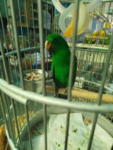 Продам пташенят еклуктуса!