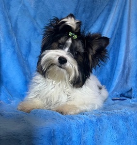 Хлопчик 5,5 місяців, документи КСУ