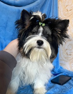 Хлопчик 5,5 місяців, документи КСУ